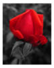 Схема вышивки «Red Rose»