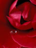 Схема вышивки «Red Rose»