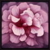 Схема вышивки «Розовый цветок 2»