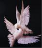 Схема вышивки «Пара голубей»