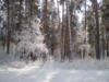 Зимний лес: оригинал