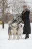Зимняя прогулка с собаками: оригинал