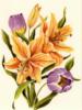 Схема вышивки «Лилии и тюльпаны»