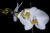 Схема вышивки «Орхидея на черном 7»