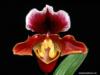 Орхидея на черном 11: оригинал
