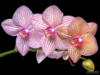 Орхидея на черном 12: оригинал