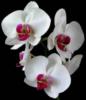Орхидея на черном 13: оригинал