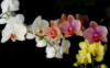 Схема вышивки «Орхидеи на черном 15»