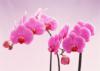 Схема вышивки «Розовая орхидея»