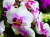Розовая орхидея: оригинал