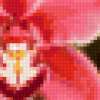 Розовая орхидея: предпросмотр