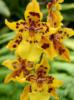 Желтая орхидея: оригинал