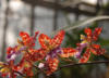 Схема вышивки «Красная орхидея»