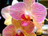 Схема вышивки «Желто-розовая орхидея»