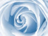 Схема вышивки «Роза в голубом»