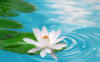 Схема вышивки «Цветок на воде»