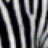 Черно-белая зебра: предпросмотр