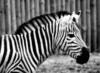 Схема вышивки «Черно-белая зебра»