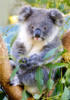 Схема вышивки «Koala»