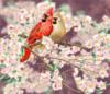 Схема вышивки «Птицы на цветущей сакуре»