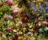 Схема вышивки «Цветы от Bill Inman»