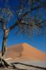 Схема вышивки «Одинокое дерево в пустыне»