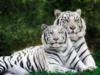 Схема вышивки «Тигр и тигрица»