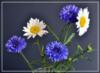 Схема вышивки &laquo;Cvety&raquo;