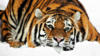 Схема вышивки «Усталый тигр»
