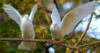 Схема вышивки «Белые голуби»