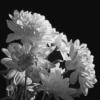 Схема вышивки «Хризантемы белые на чёрном»