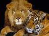 Лев и тигр: оригинал