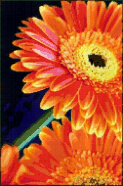 , цветы, герберы