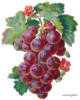 Схема вышивки &laquo;Виноград&raquo;