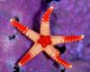 Схема вышивки &laquo;Морская звезда&raquo;