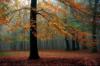 Осенний лес: оригинал