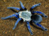 Схема вышивки «Синий паук»