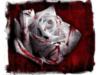 Схема вышивки «Роза и кровь»