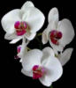 Орхидея: оригинал