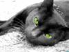 Кошечка с зелеными глазами: оригинал