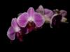 Орхидея на черном: оригинал