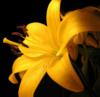 Схема вышивки «Желтый цветок»