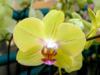 Схема вышивки «Орхидея желтая»