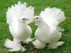 Схема вышивки «Свадебные голуби»
