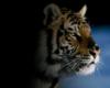 Тигр во мраке: оригинал