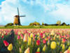 Схема вышивки «Голландия, тюльпаны»
