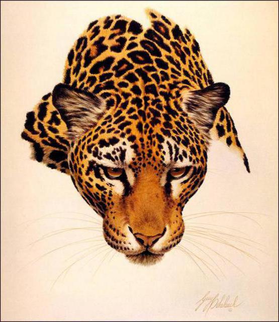 Леопард, схема для вышивки, арт. КА Ксения Адоньева | Купить онлайн на вторсырье-м.рф