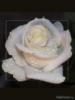 Схема вышивки «Роза белая»