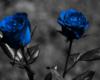 Схема вышивки «Синие розы»