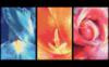 Схема вышивки «Триптих цветы»